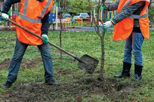 PlantingTrees