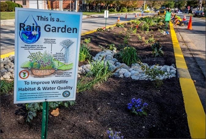 Rain garden