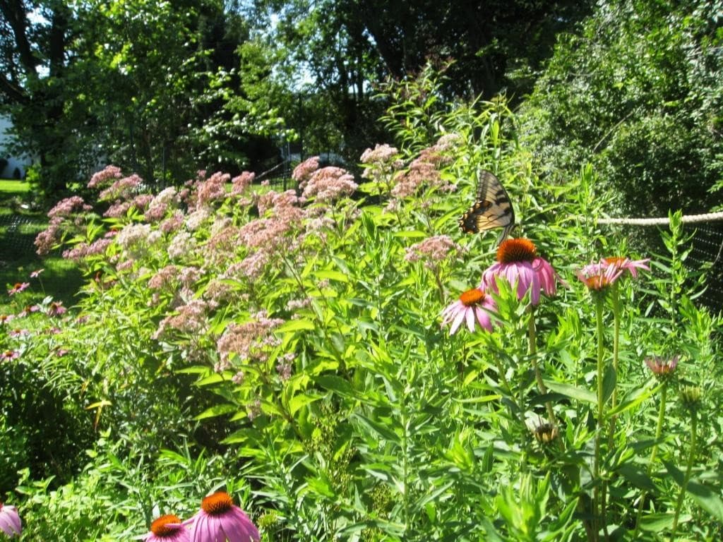 GI Rain Garden 1