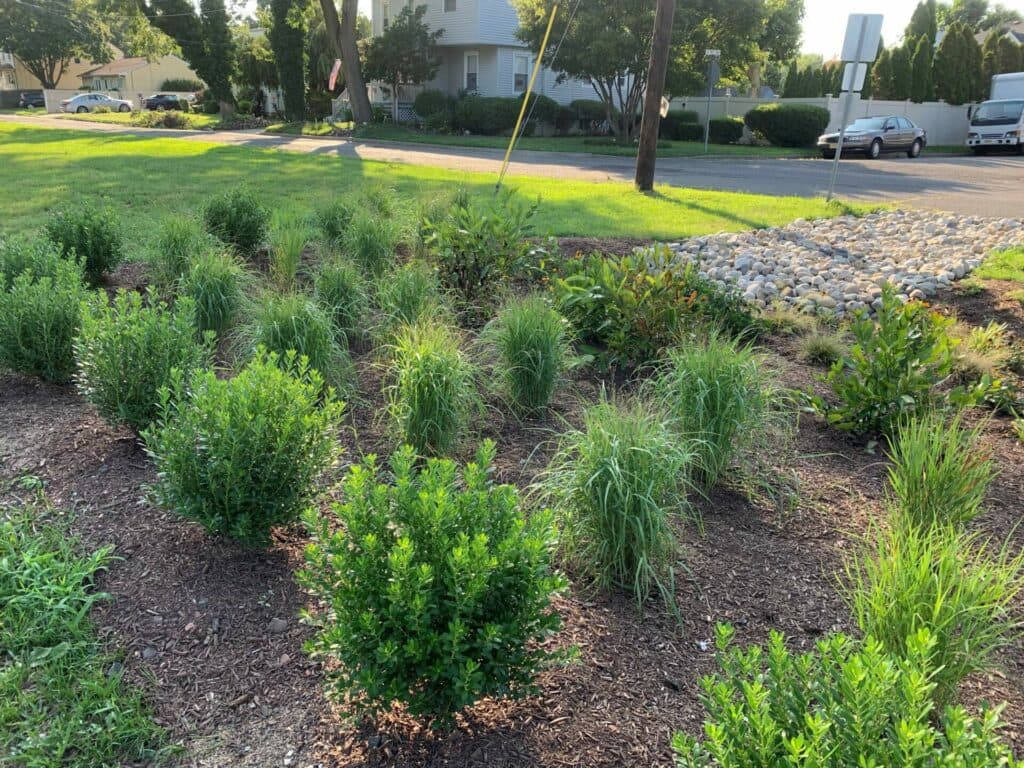 Rain garden – Manville (12)